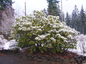 rhody1before.jpg